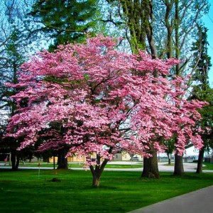 Heinen Landscape Dogwood pink