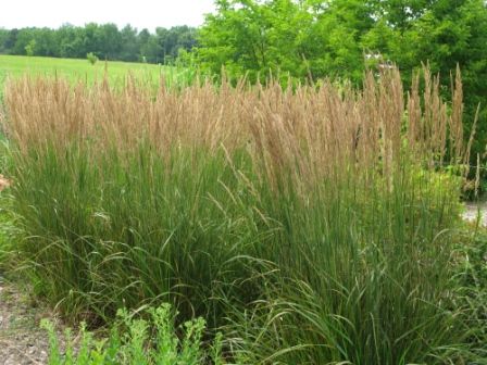 Heinen Landscape Feather Reed Grass