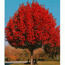 Maple 'Autumn Blaze' fall color