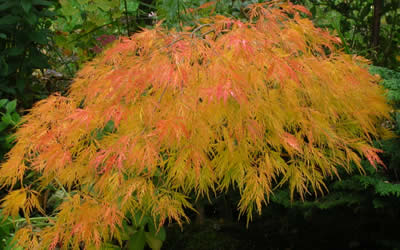 Maple Japanese Waterall in the Fall