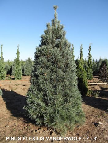 Heinen Landscape Pine, Vander Wolf's