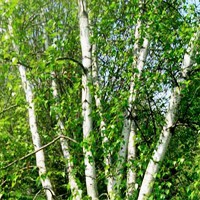 River Birch 'Whitespire' bark