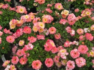 Heinen Landscape Rose Peach Drift