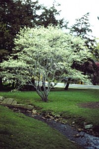 Heinen Landscape Serviceberry 'Shadblow'