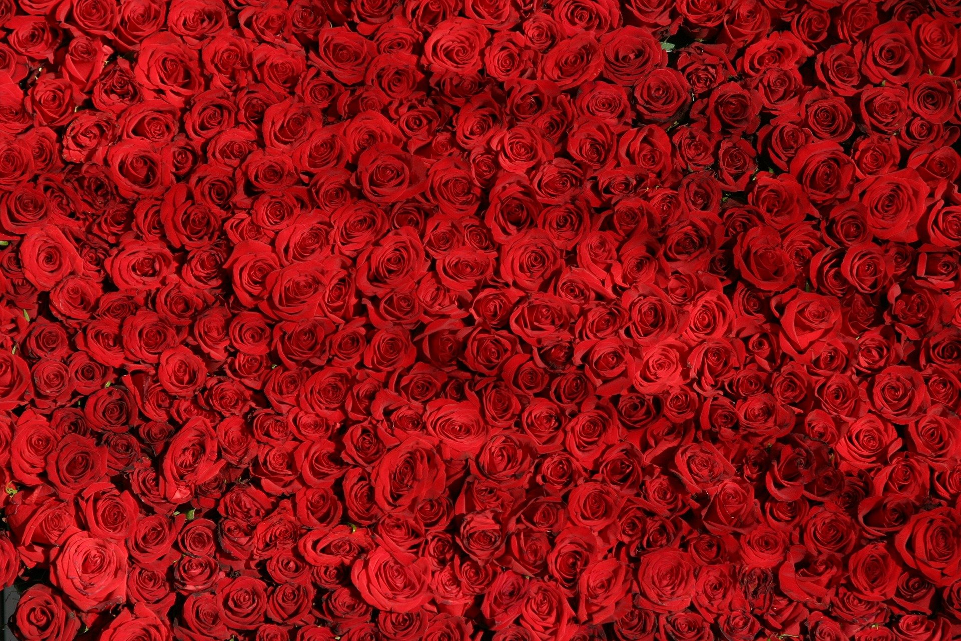 Gift Your Sweetheart a Sweetheart Rose Garden from Heinen