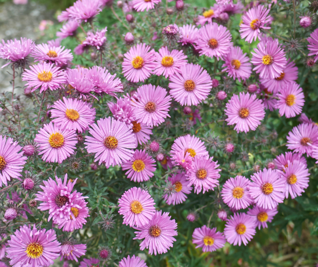 Hardy perennial variety asters for fall landscapes.