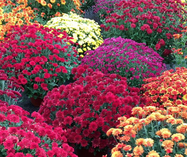 Fall Landscape Design