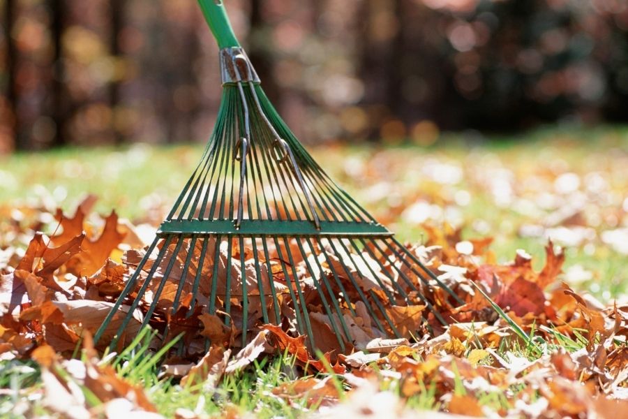 Leaf removal to keep lawn healthy in fall.