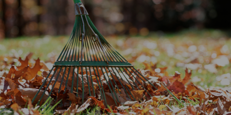 Fall Lawn Care Tips for Your Best Lawn this Spring!