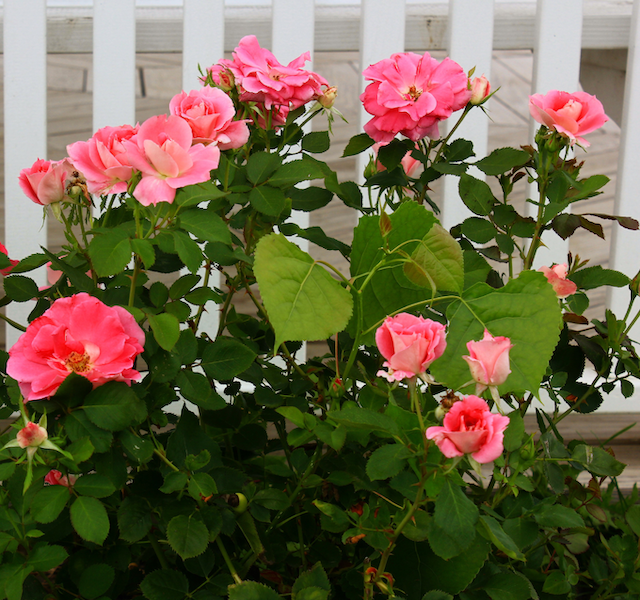 Heinen Landscape Sweetheart Rose Garden
