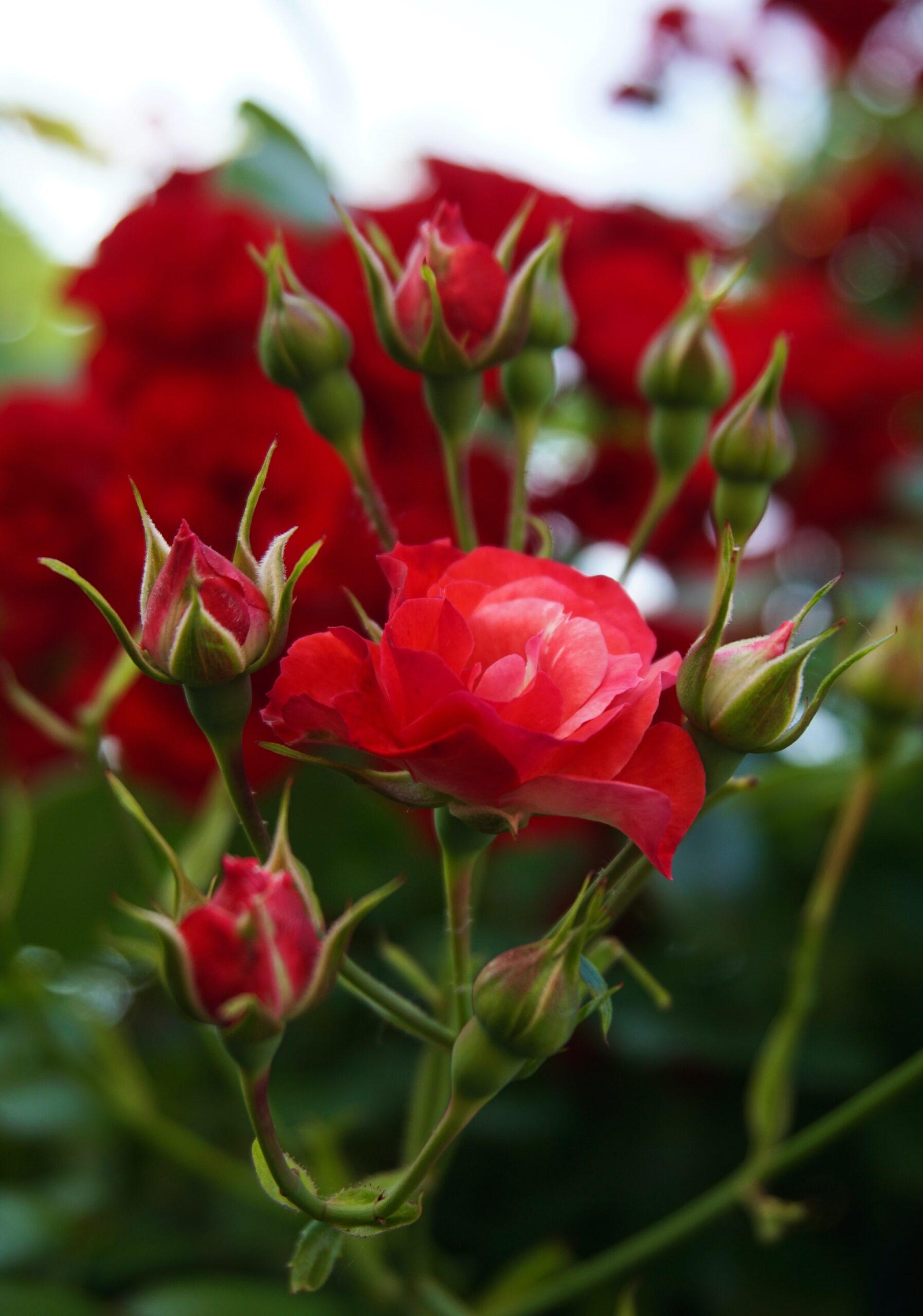 Sweetheart Roses Vs Roses The Sweetheart Rose Garden - An Unforgettable Valentine’s Day Gift ...